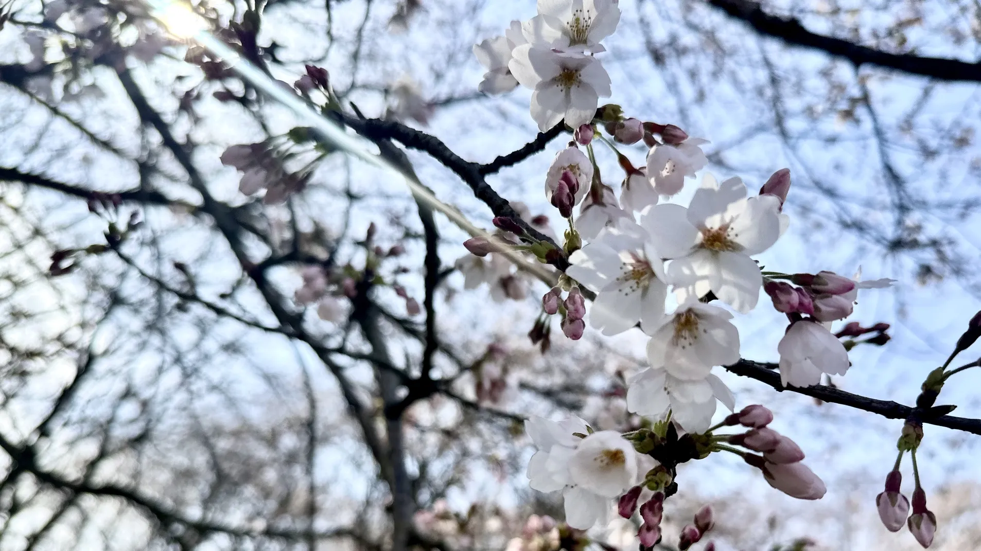 ～春便り～　桜が咲き始めました。