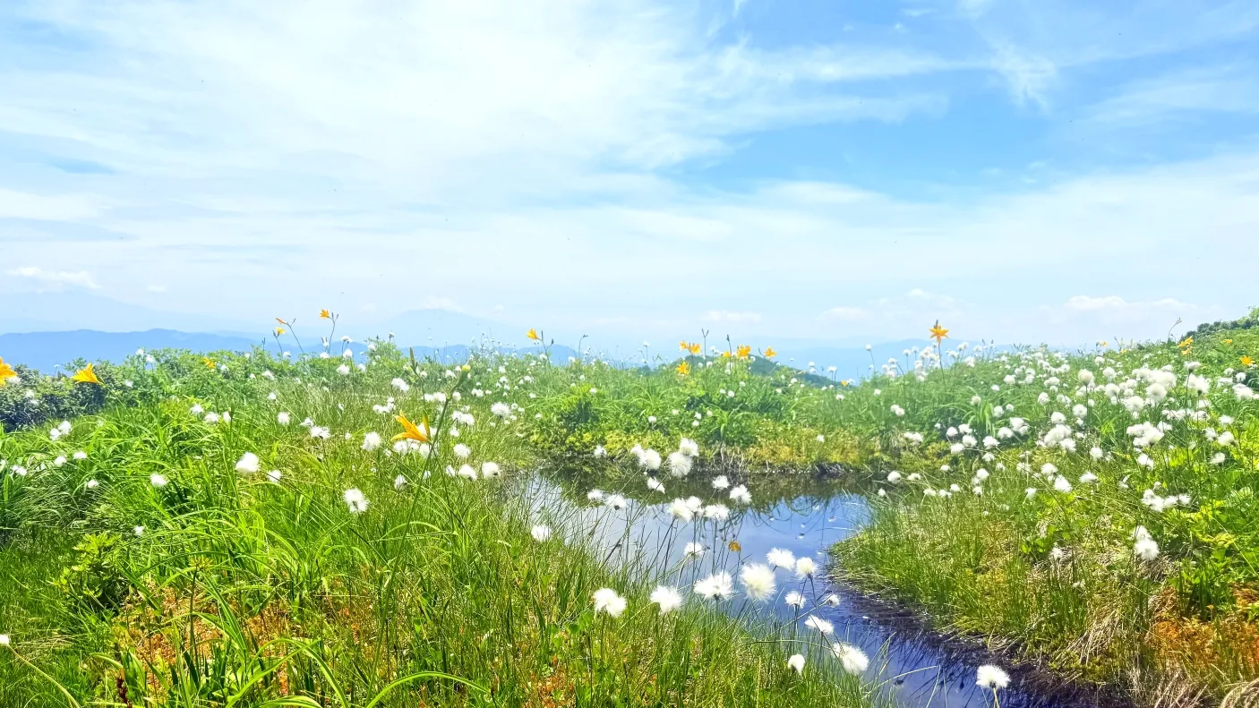 白木峰の浮島の池とワタスゲ（2025年6月）