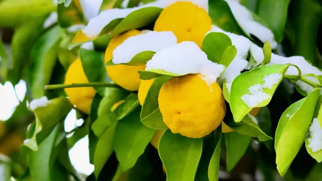 冬至は運気の節目。年末を心豊かに過ごすヒント
